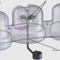 DisplayBack